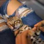 The Lap Whisperer: Why Your Cat Chooses YOU as Their Favorite Napping Spot