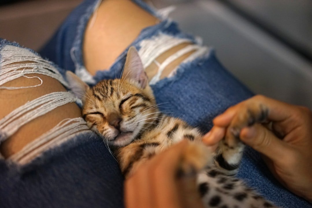 The Lap Whisperer: Why Your Cat Chooses YOU as Their Favorite Napping Spot