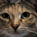 Is Your Cat a Secret Guardian? 9 Signs They're Protecting You