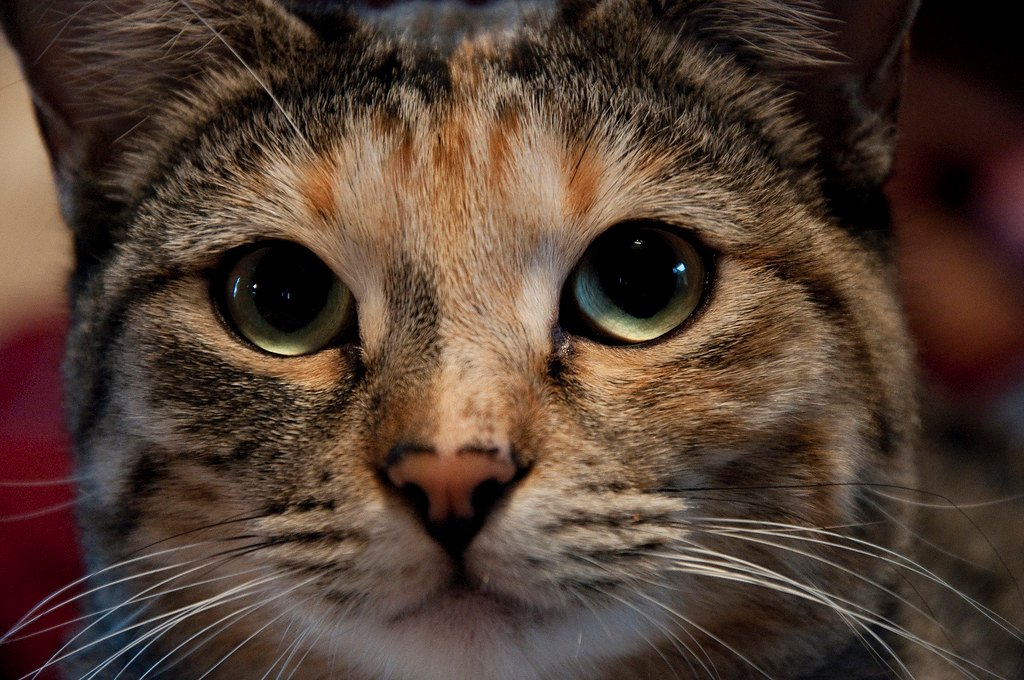 Is Your Cat a Secret Guardian? 9 Signs They're Protecting You