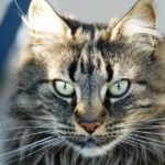 8 Cat Behaviors You Might Be Misinterpreting (And What They Really Mean)