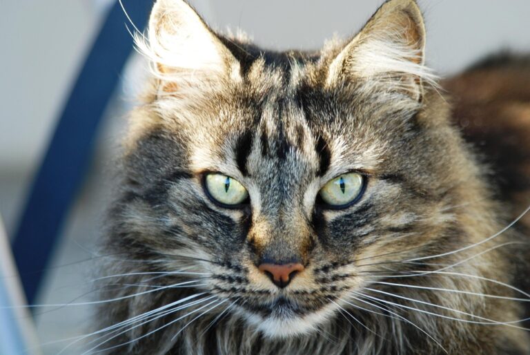 8 Cat Behaviors You Might Be Misinterpreting (And What They Really Mean)