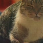 Are You Accidentally Annoying Your Cat? 7 Habits to Reconsider