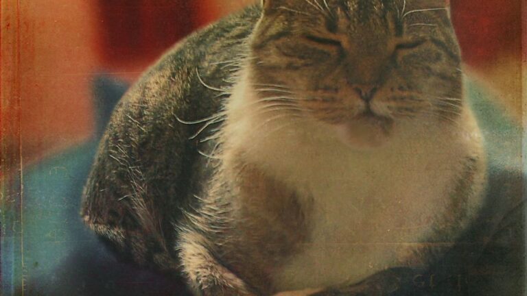Are You Accidentally Annoying Your Cat? 7 Habits to Reconsider