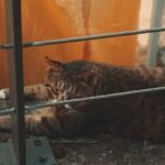 Myth vs. Fact: Do Cats Really Only Love You for Food?