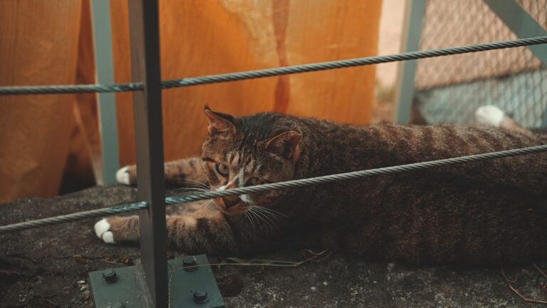 Myth vs. Fact: Do Cats Really Only Love You for Food?