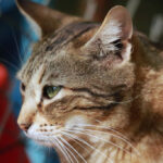 10 Common Cat Behaviors You Might Be Misunderstanding