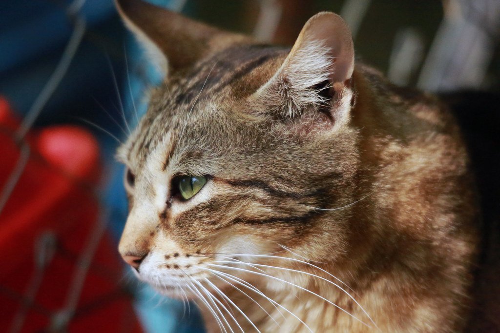 10 Common Cat Behaviors You Might Be Misunderstanding