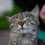 9 Signs Your Cat Is More Content Than You Think
