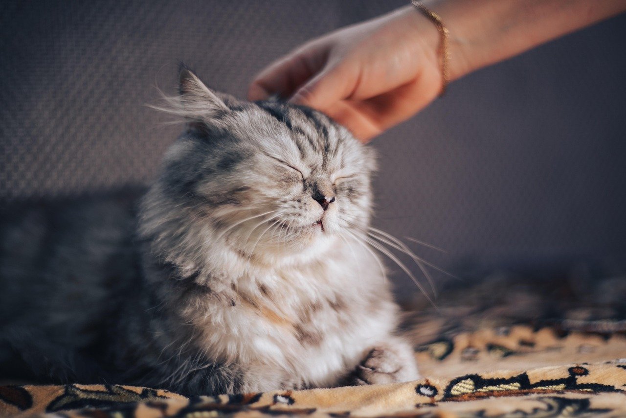 10 Ways to Keep Your Indoor Cat Happy and Active