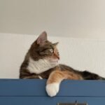 7 Everyday Habits That Make Your Cat Feel Safe