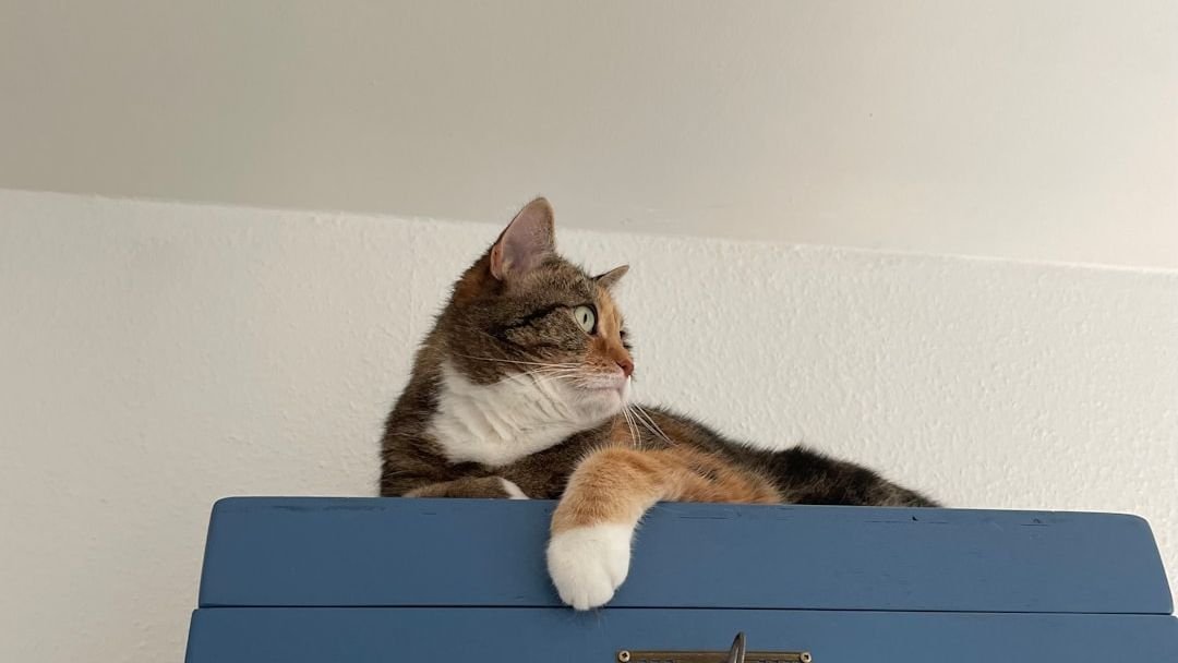 7 Everyday Habits That Make Your Cat Feel Safe