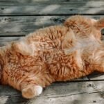 10 Myths About Cat Behavior Debunked by Experts