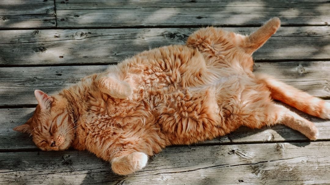 10 Myths About Cat Behavior Debunked by Experts