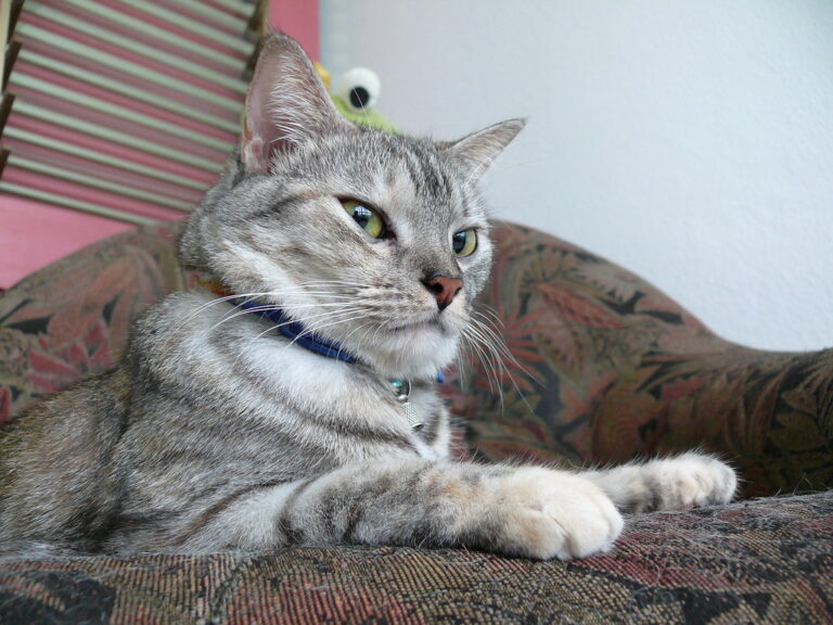 10 Ways Your Cat Secretly Judges Your Habits