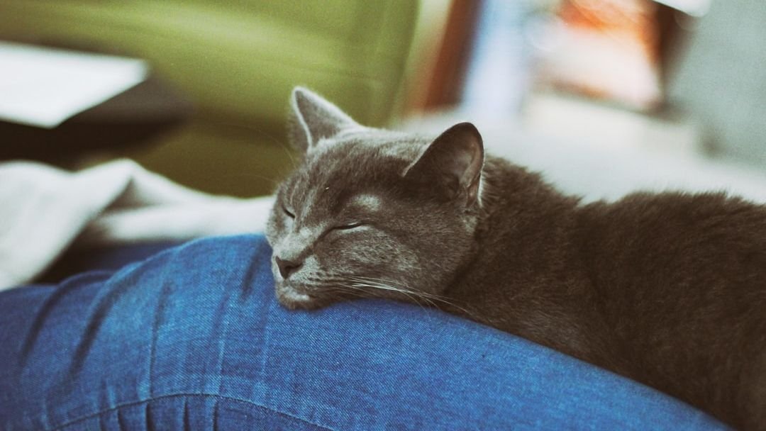 8 Signs Your Cat Thinks You Are Their Best Friend