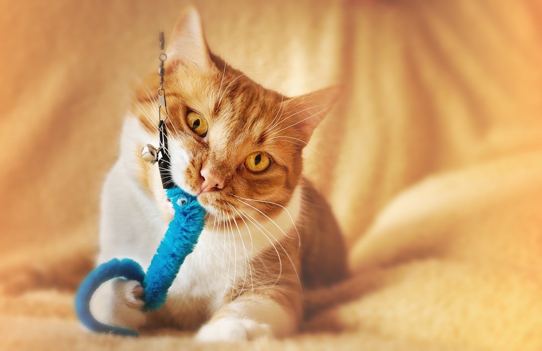 5 Simple Games to Keep Your Cat Mentally Sharp