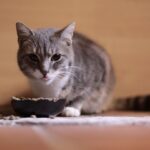 Is Your Cat a 'Foodie'? Understanding Their Picky Eating Habits