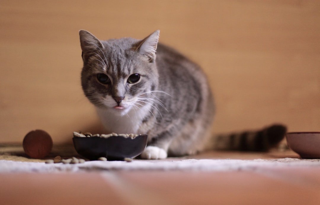 Is Your Cat a 'Foodie'? Understanding Their Picky Eating Habits