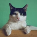 Are You Accidentally Speaking 'Cat' Wrong? Decoding Feline Body Language