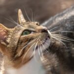 10 Ways Your Cat Communicates Without a Single Meow