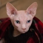 Do Sphynx Cats Really Need Sweaters? 10 Unique Behaviors of Hairless Breeds Explained