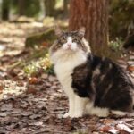 The Norwegian Forest Cat's Secret Language: 7 Ways This Majestic Breed Communicates Its Love