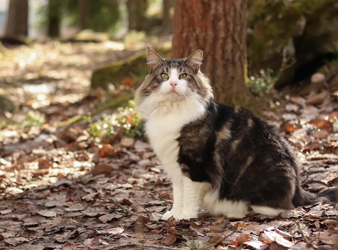 The Norwegian Forest Cat's Secret Language: 7 Ways This Majestic Breed Communicates Its Love