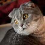 Scottish Folds: 5 Adorable Quirks Explained
