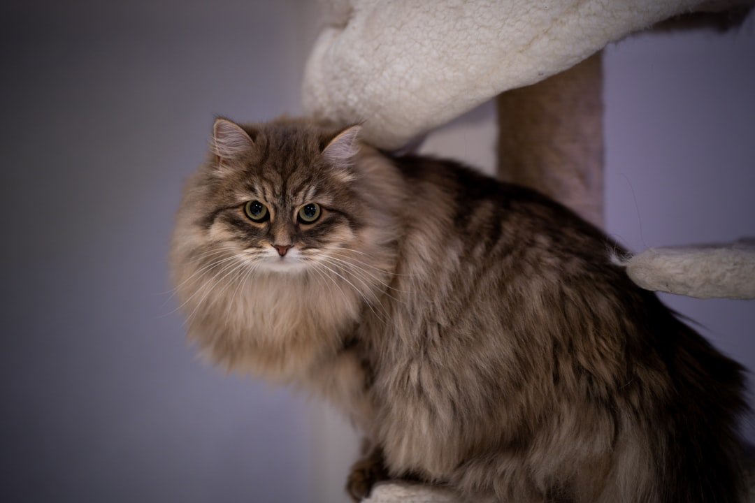 Siberian Cats: Gentle Giants of the North