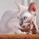 Sphynx Cats: Beyond the Hairless Hype