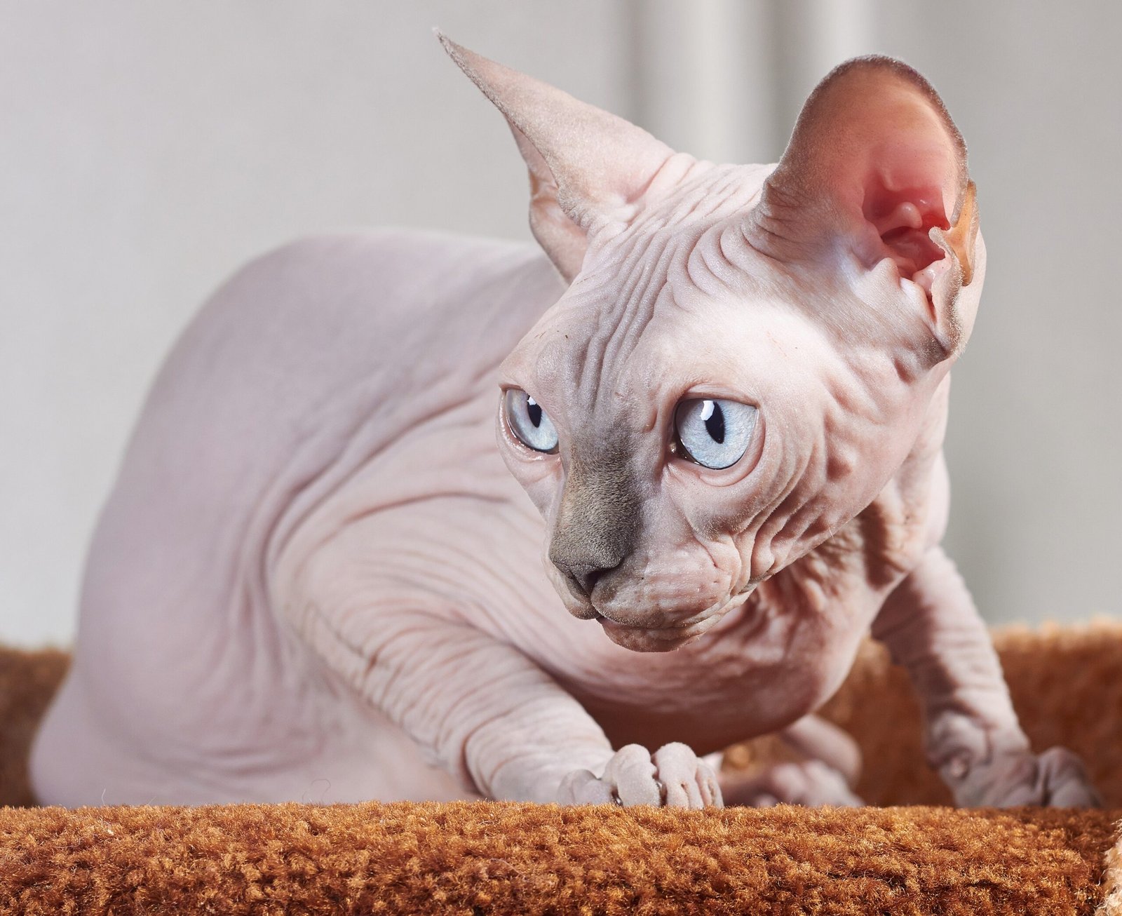 Sphynx Cats: Beyond the Hairless Hype