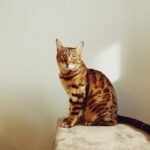Are Bengal Cats More Than Just Wild Looks? 10 Surprising Habits of This Energetic Breed
