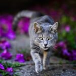 How Your Cat's Instincts Link to Big Cats