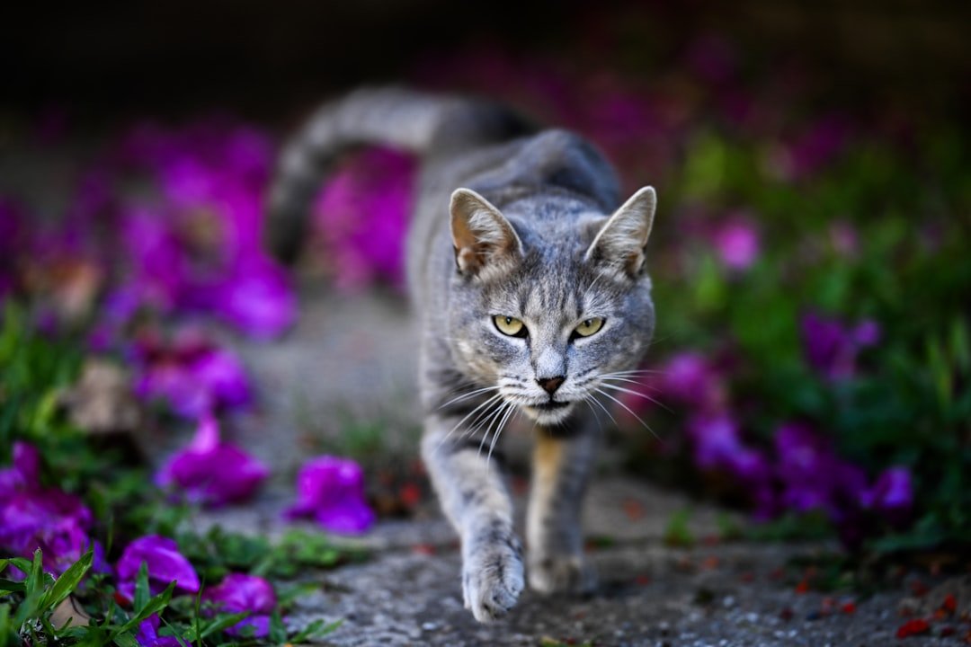 How Your Cat's Instincts Link to Big Cats