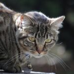 7 Surprising Ways Your Cat's Playtime Mirrors a Cheetah's Hunt