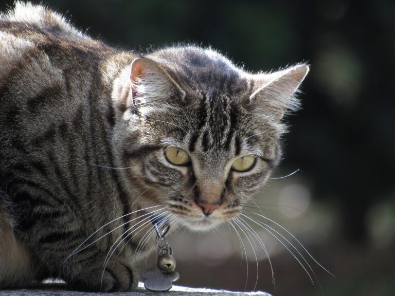 7 Surprising Ways Your Cat's Playtime Mirrors a Cheetah's Hunt