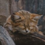 Do House Cats Dream of the Jungle? Unpacking Their Wilder Side