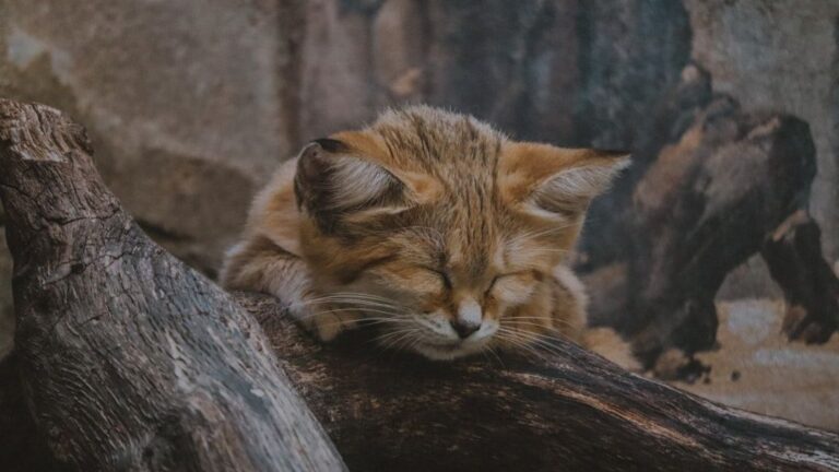 Do House Cats Dream of the Jungle? Unpacking Their Wilder Side