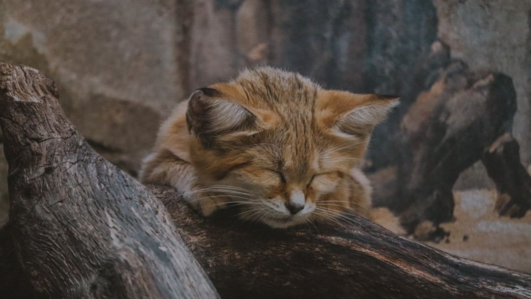 Do House Cats Dream of the Jungle? Unpacking Their Wilder Side