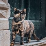 When Your Cat Acts Like a Puma: Decoding Their Athletic Prowess