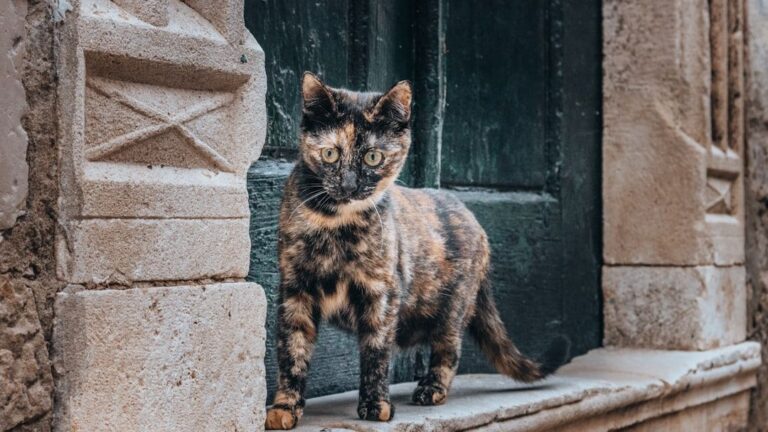 When Your Cat Acts Like a Puma: Decoding Their Athletic Prowess