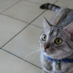 When Your Cat Stares at You: 7 Reasons Why (And 5 Times It Means Nothing)