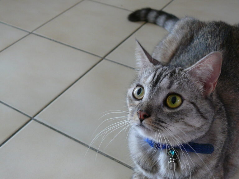 When Your Cat Stares at You: 7 Reasons Why (And 5 Times It Means Nothing)