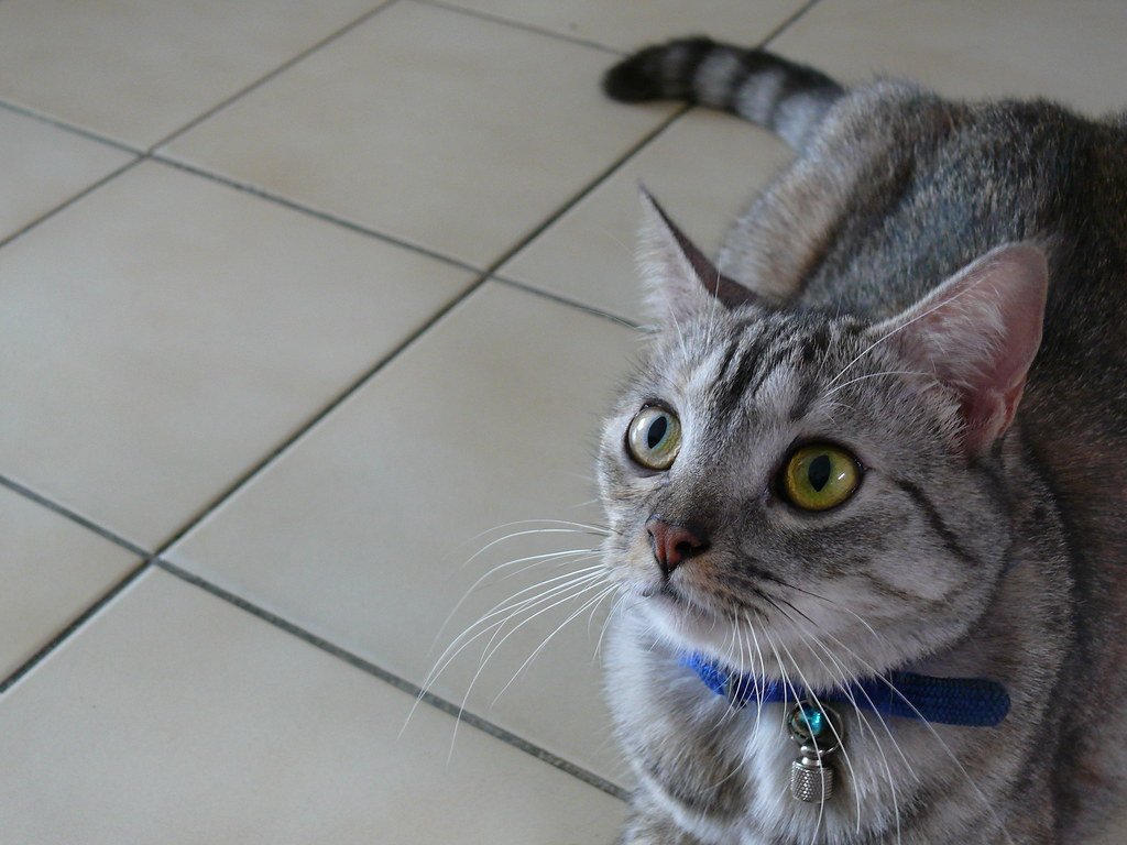 When Your Cat Stares at You: 7 Reasons Why (And 5 Times It Means Nothing)