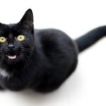 9 Signs Your Cat Is a 'Talker' (And 6 Breeds Known for Being Quiet)