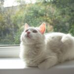 10 Ways Your Cat Says 'I'm Comfortable Here' (And 5 Signs They Need a Hiding Spot)