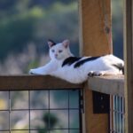 7 Common Cat Dreams and What They Mean (And 5 Sounds Cats Make While Asleep)
