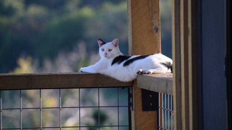 7 Common Cat Dreams and What They Mean (And 5 Sounds Cats Make While Asleep)
