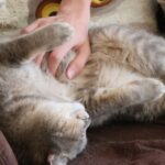 10 Things Your Cat Does That Show They Love Your Home (And 5 Signs They're Bored)